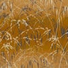 Meadow Grass Yellow Ochre & Soft Gold Wallpaper Meadow Grass Yellow Ochre & Soft Gold Wallpaper