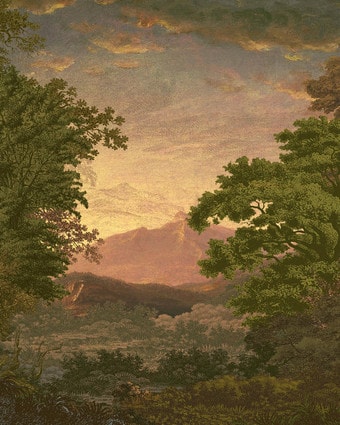 Sketch Forest Morning Bespoke Mural