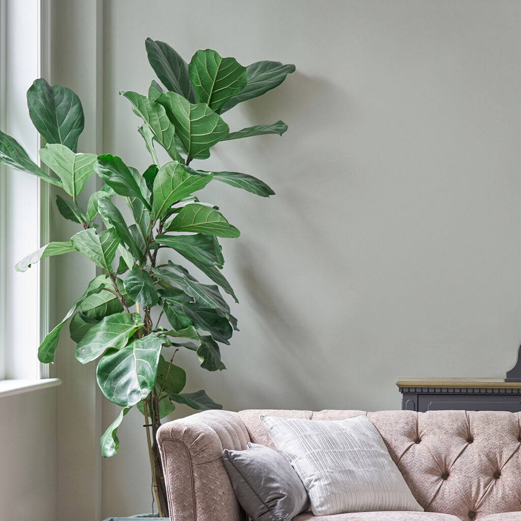 laura ashley pale sage leaf paint